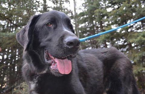 Turbo *Foster Needed*