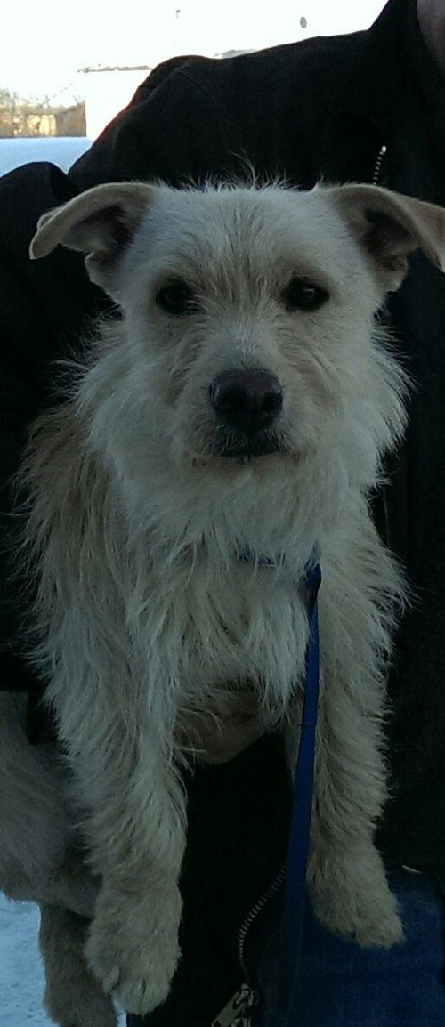 Toby