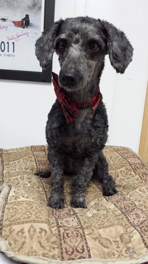 Kona