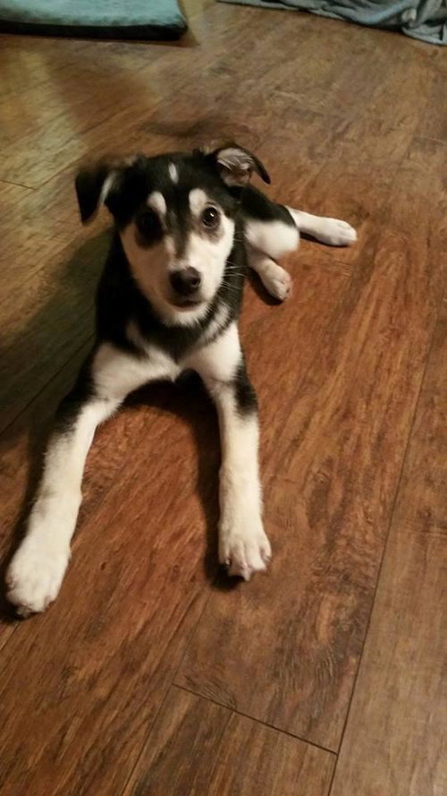 Piper