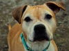 Honey *Foster Needed*