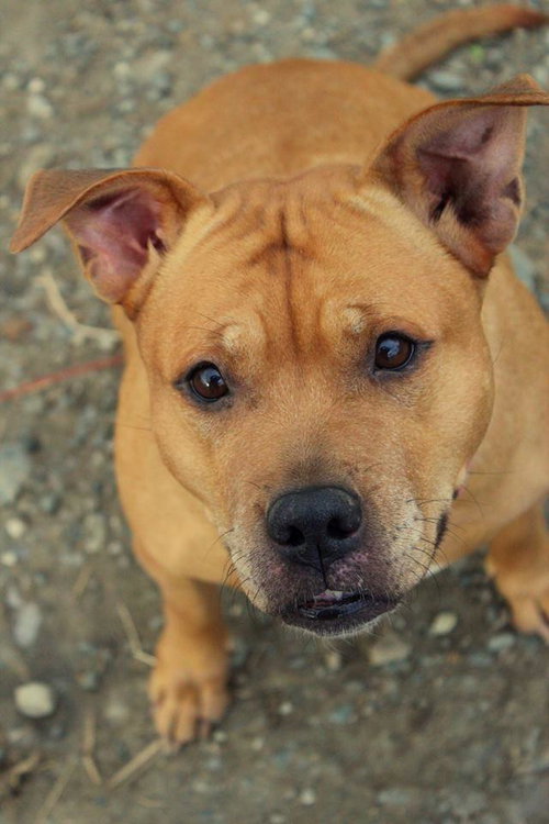 Princess *Foster Needed*