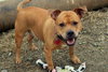 Princess *Foster Needed*