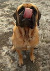 Gunner