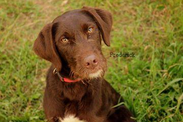 Frederick