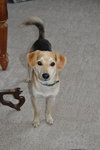 Luca