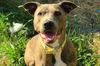 Bindi *Foster Needed*