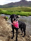 Juno *Foster Needed*
