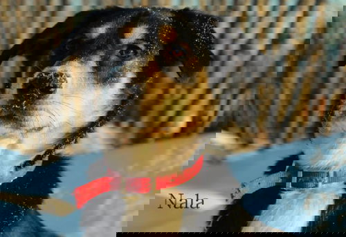 Nala