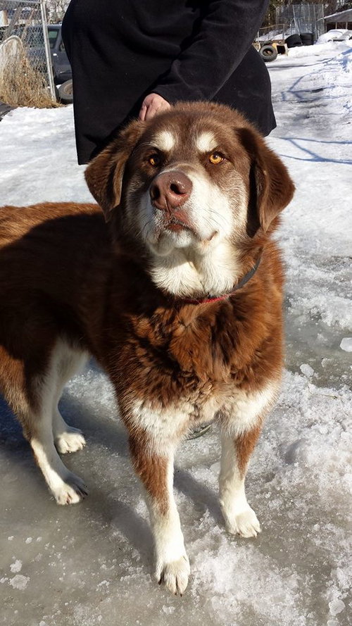 Kodiak