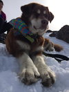 Kodiak