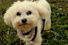 Prince