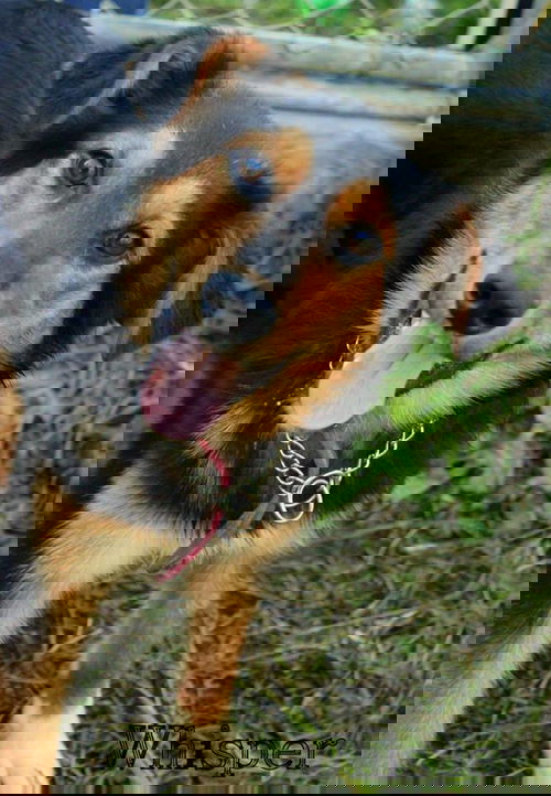 Whisper
