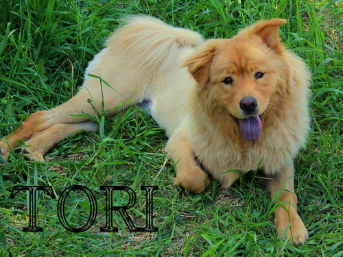 Tori