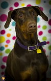 Juno