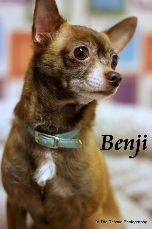 Benji