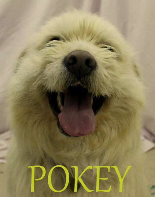 Pokey