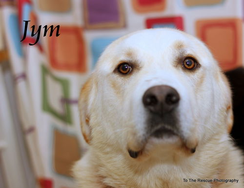 Jym