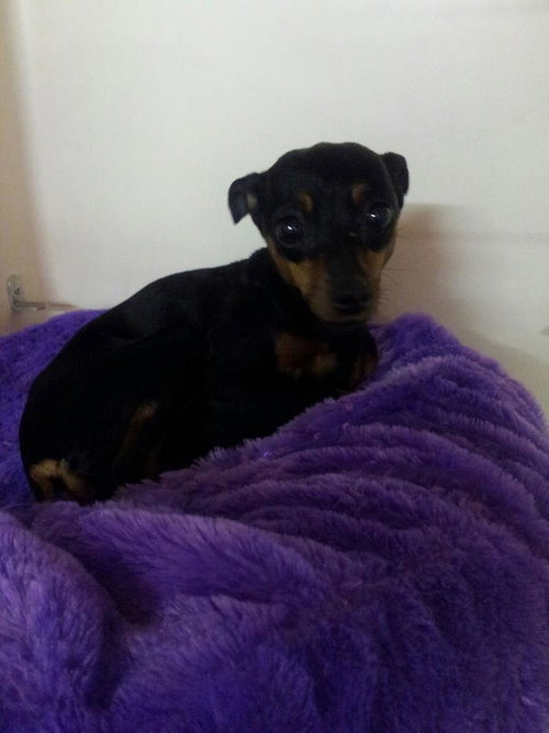 LuLu