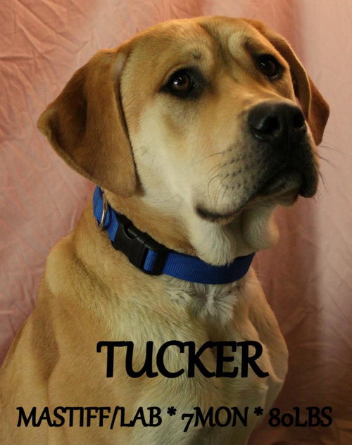 Tucker