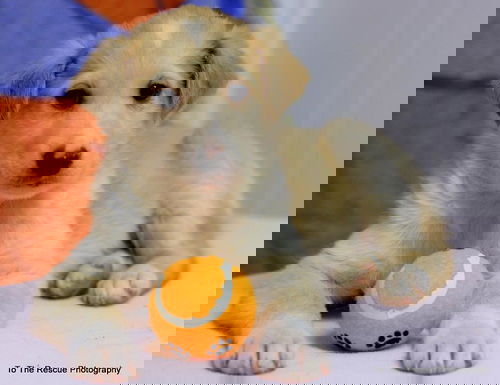 Dingo