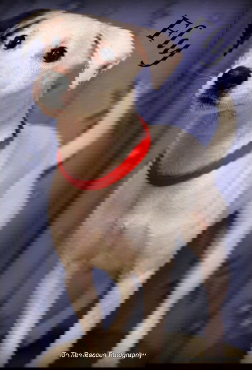 Fly