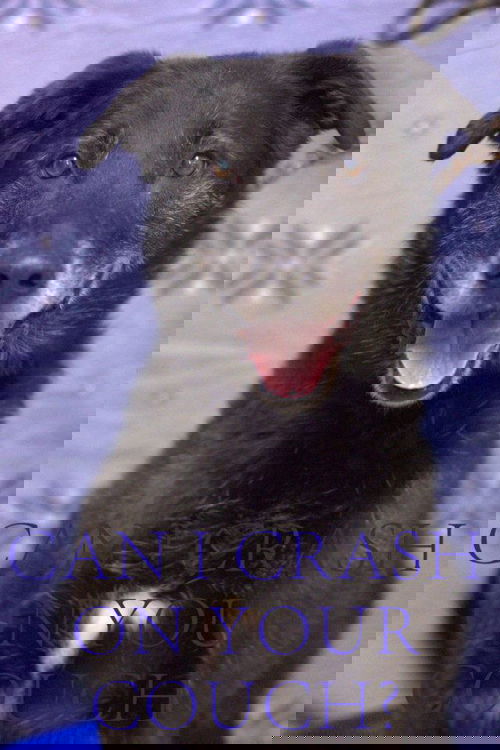 Rok