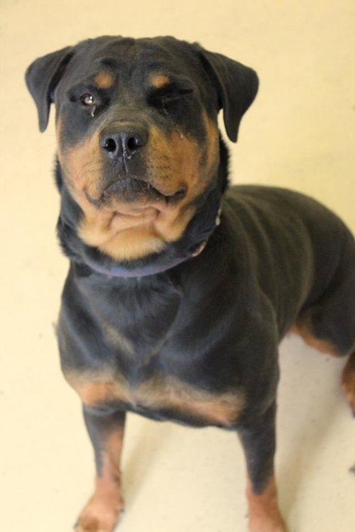 Kona