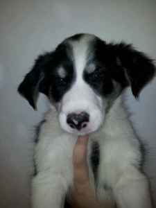 PUPPIES