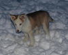 Juneau