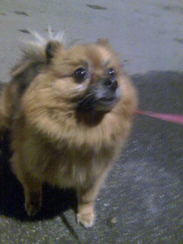 Prince