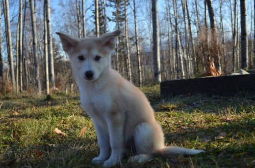 Foxxy