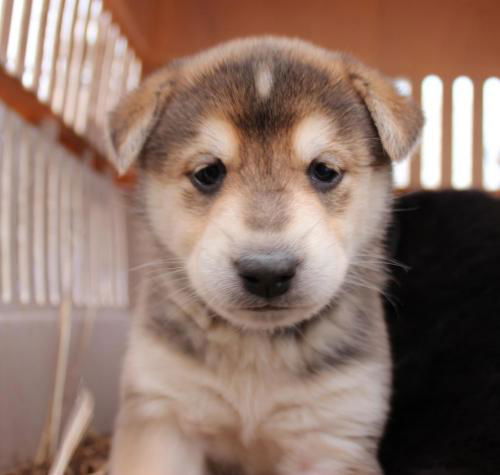 Malamute Puppies