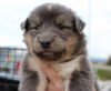 Malamute Puppies