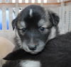 Malamute Puppies