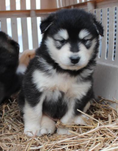 Malamute Puppies