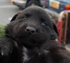 Malamute Puppies