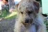 Grover