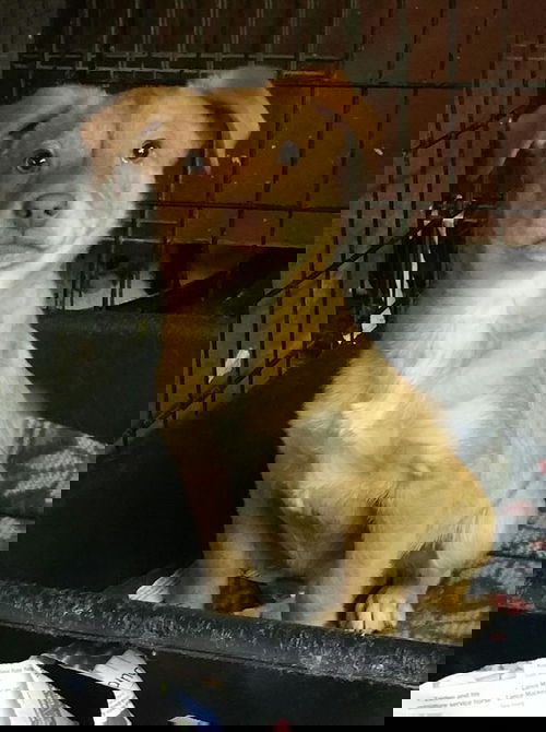 Rolo