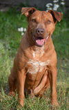 Tyson