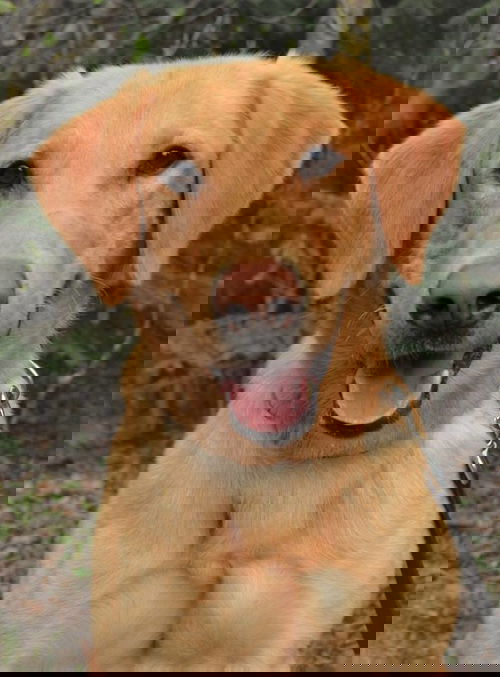 Grover