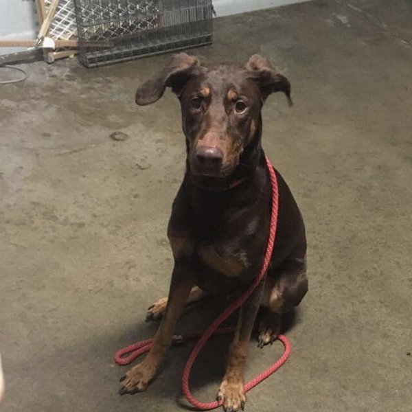 Whiskey - Forever Foster