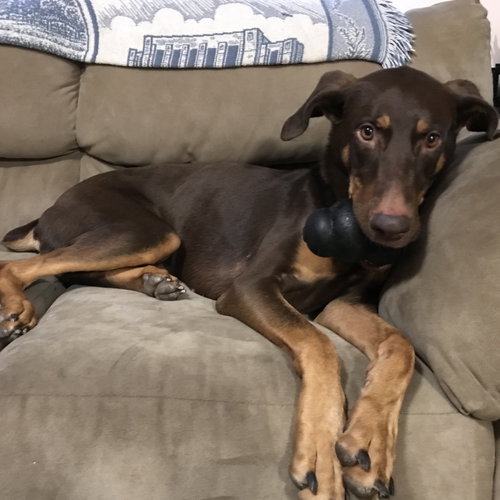 Whiskey - Forever Foster photo 11