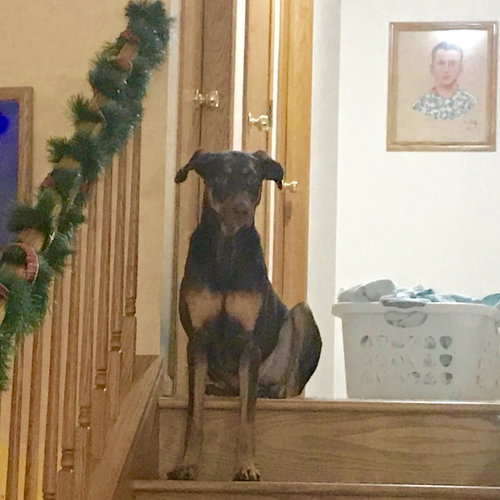 Whiskey - Forever Foster photo 10
