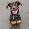 Whiskey - Forever Foster - Photo 2