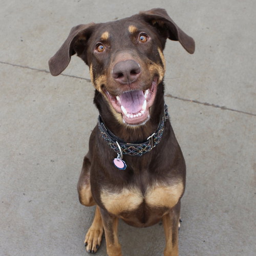 WHISKEY - FOREVER FOSTER - Doberman Pinscher available for adoption