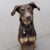 Whiskey - Forever Foster - Photo 5