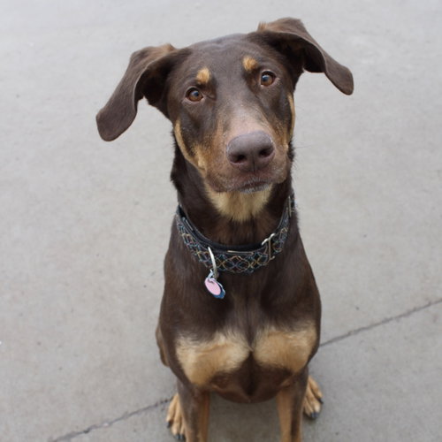 Whiskey - Forever Foster photo 5