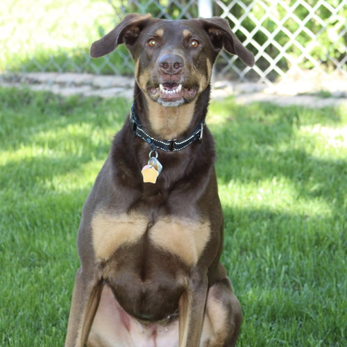 Whiskey - Forever Foster photo 3
