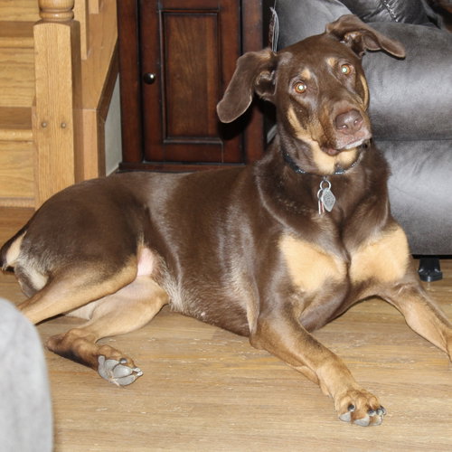 Whiskey - Forever Foster photo 6